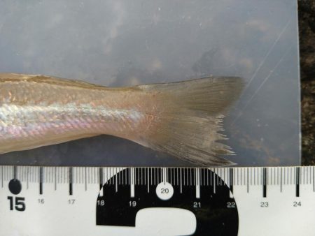 前日に引き続きキス狙い